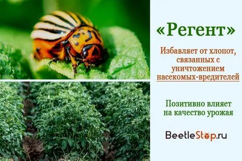 Монарх от колорадского жука инструкция по применению
