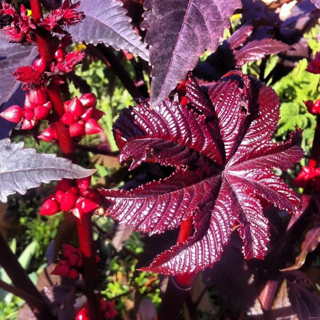 Клещевина. Клещевина Гибсона. Клещевина (Ricinus). Клещевина райское дерево. Как вырасти клещевину