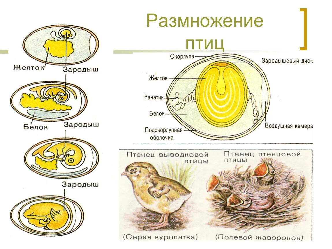 Размножение птиц презентация 7 класс. Размножение оплодотворение развитие птиц. Размножение и развитие птиц схема. Размножение и развитие птиц развитие яйца и зародыша. Органы размножения птиц схема.