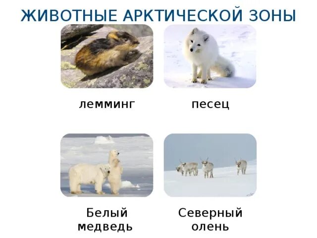 Какой зоне водятся белые медведи песцы лемминги. Северный олень, песец, лемминг, белый медведь. Северный олень и песец. Песец и белый медведь. Белый медведь и Северный олень.