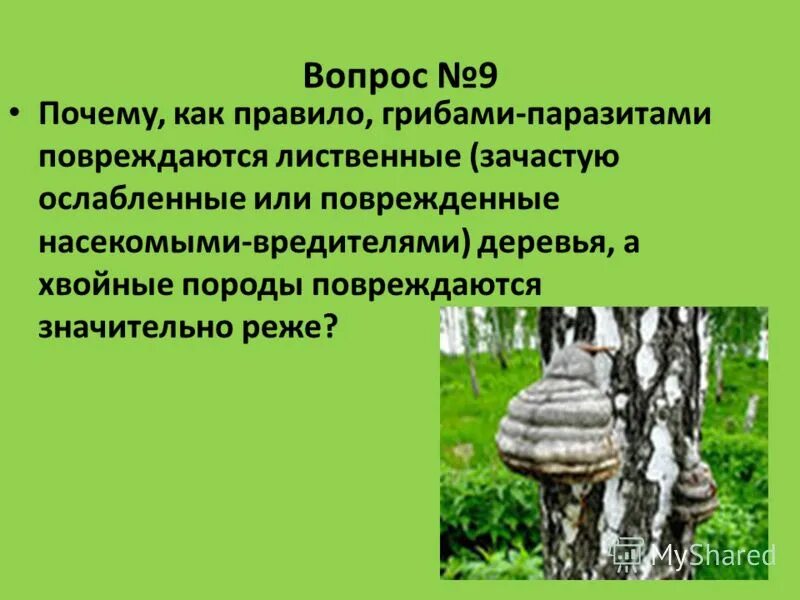 Вопросы на тему грибы паразиты. Паразитические грибы Тайга. Заражение высшими грибами. Не заразиться грибами-паразитами. Шагая по пахучему лиственному