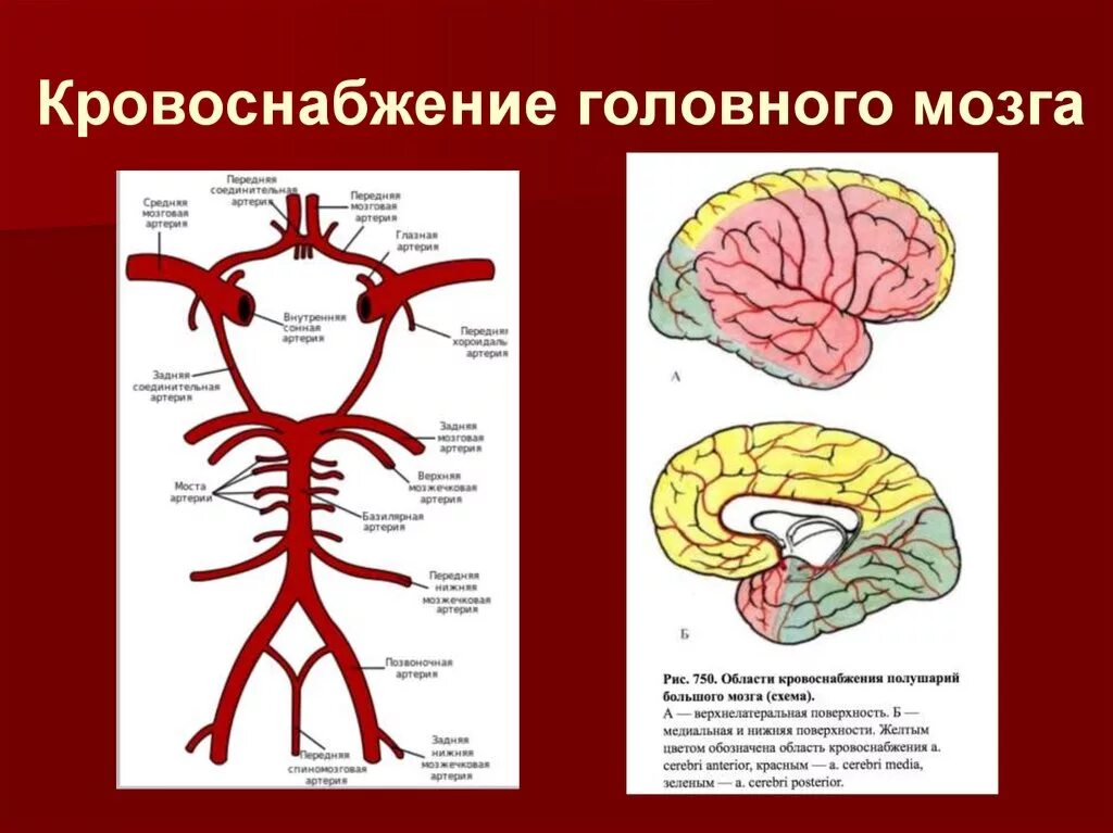 Артерии питающие головной мозг схема. Зоны кровоснабжения мозговых артерий. Кровоснабжение мозга Виллизиев круг. Кровеносная система головного мозга человека схема. Какая артерия кровоснабжает мозг