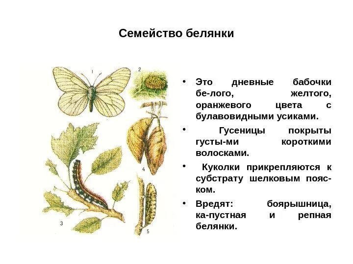 Установите последовательность капустная белянка. Классификация капустной белянки. Капустная Белянка элементы классификации. Белянка капустная систематика.