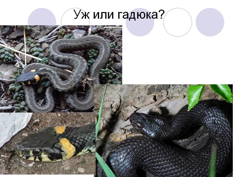 Змея уж и гадюка. Различия змей гадюки и ужа. Уж и гадюка отличия. Гадюка обыкновенная и уж водяной.