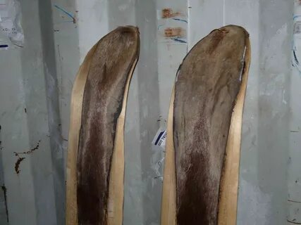 Лыжи с камусом