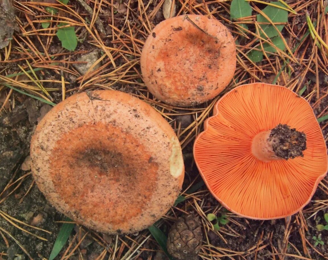 Царский гриб рыжик. Царский гриб рыжик. Рыжик сосновый/боровой (lactarius deliciosus);. Рыжик еловый/еловик (lactarius deterrimus);. Рыжики грибы фото и описание съедобные.