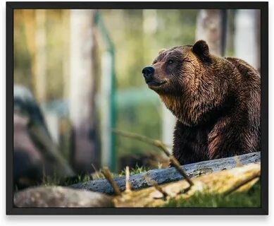 Bear better