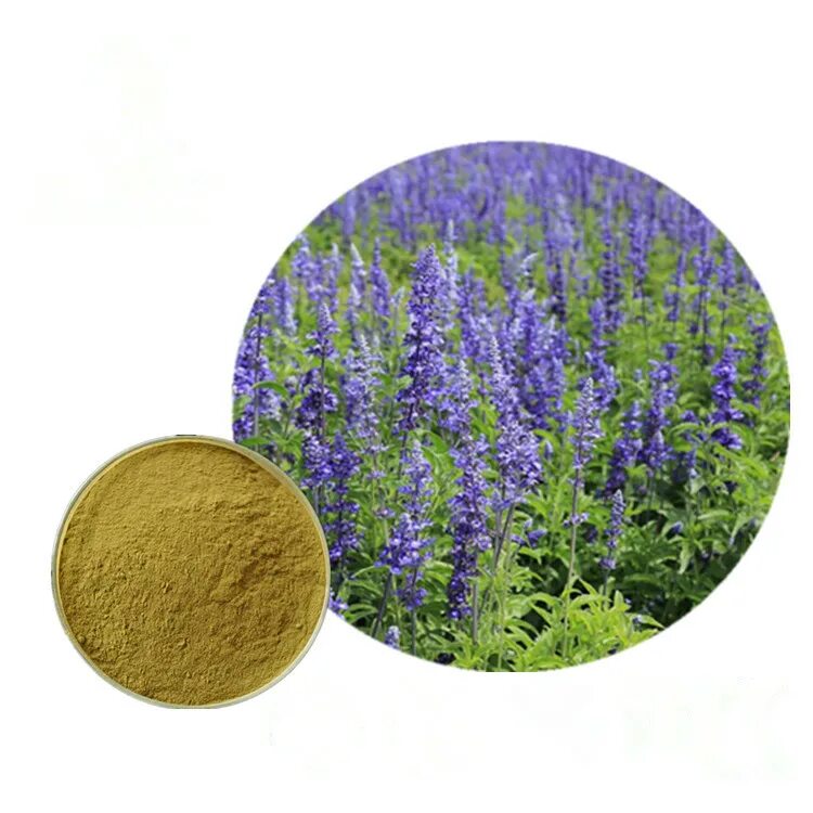Salvia extract