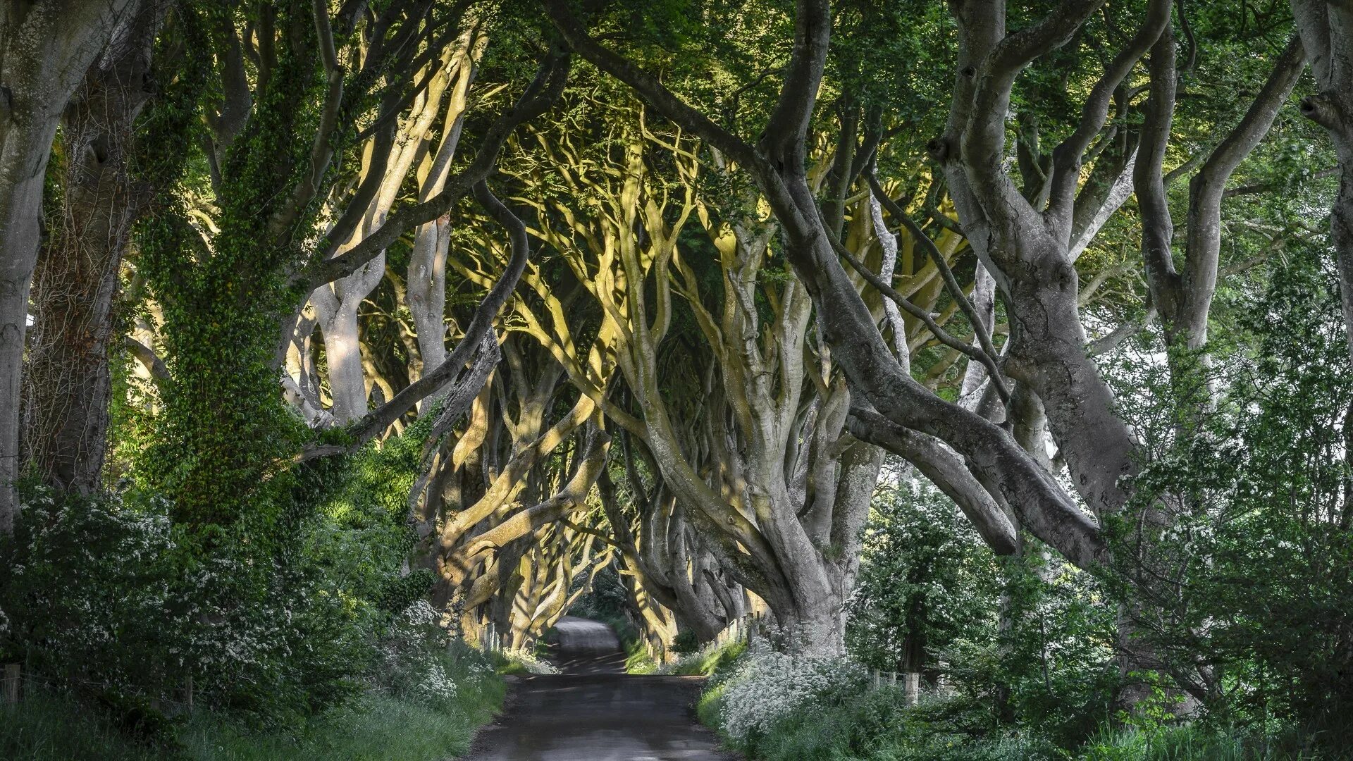 Заколдованное дерево. Буковая аллея дарк Хеджес. Буковая аллея в Ирландии. Dark Hedges Ирландия. Темная аллея Северная Ирландия.