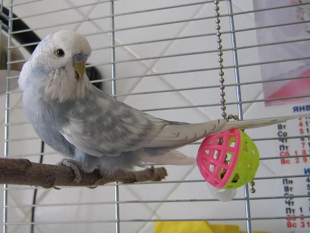 аспидный волнистый попугай. волнистые попугай чех белая. серый волнистый попугайчик. серый попугайчик волнистый попугайчик. серый попугай волнистик.