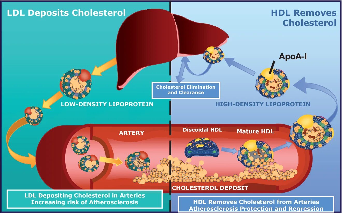 Hdl cholesterol. Ldl холестерин что это. hdl холестерин что это. hdl cholesterol норма. ldl cholesterol норма.
