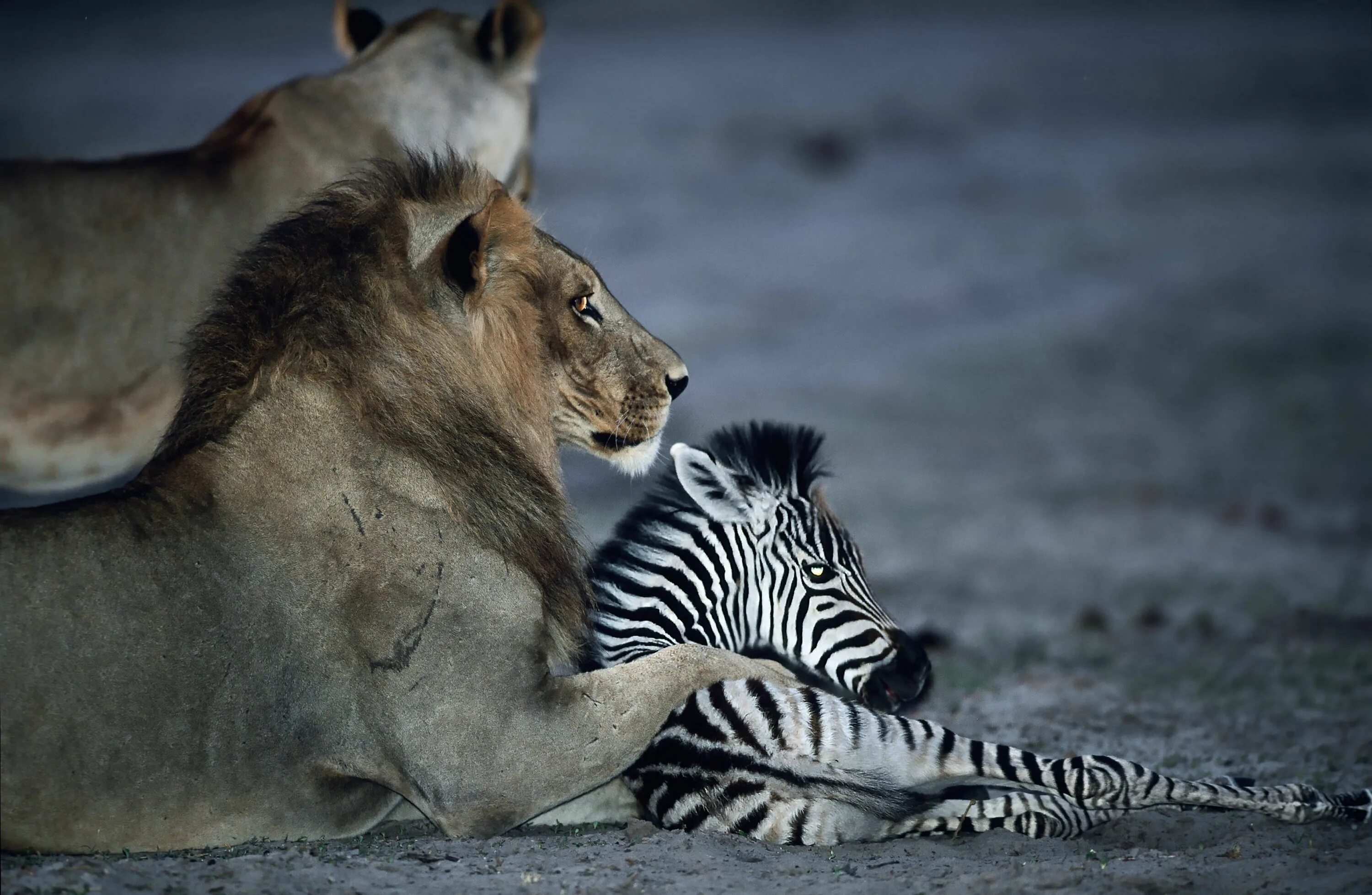 Необычное поведение животных. Социальное поведение животных. Необычные львы. Необычные снимки диких животных.