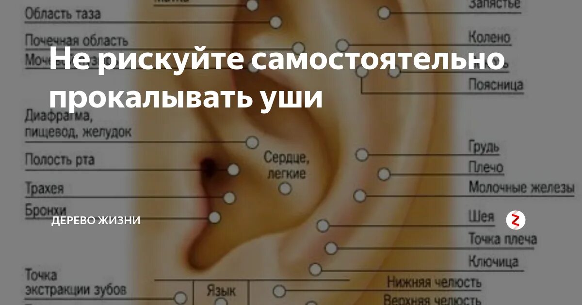 Точки для прокола ушей на мочке. Прокол ушей точки правильные.