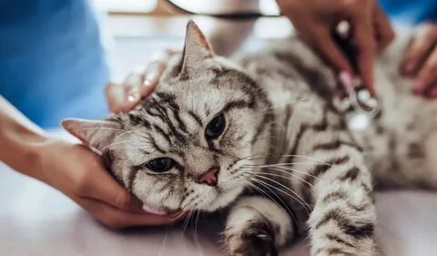 Котенок постоянно