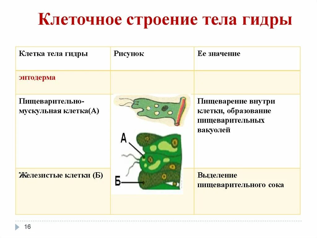 Особенности строения железистых клеток гидры. Строение железистой клетки гидры. Железистые клетки гидры функции. Строение клеток энтодермы гидры.