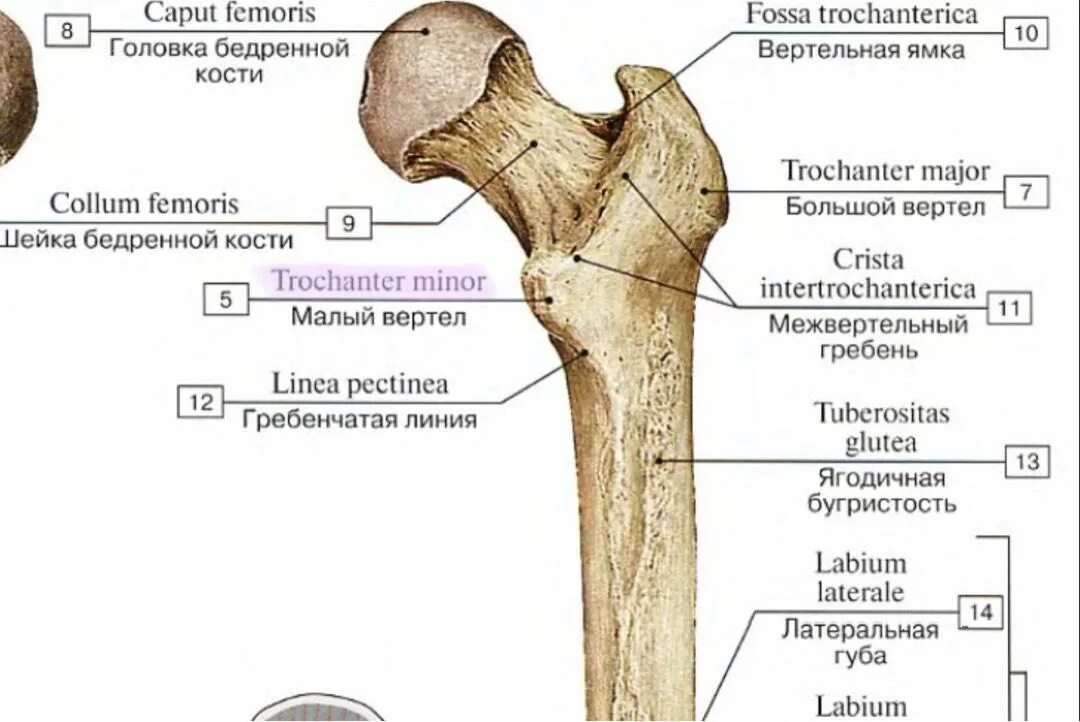 Кость где бедро. Бедернна кость анатомиякость. Хирургическая шейка бедренной кости анатомия. Анатомическая и хирургическая шейка бедренной кости. Трубчатая бедренная кость.