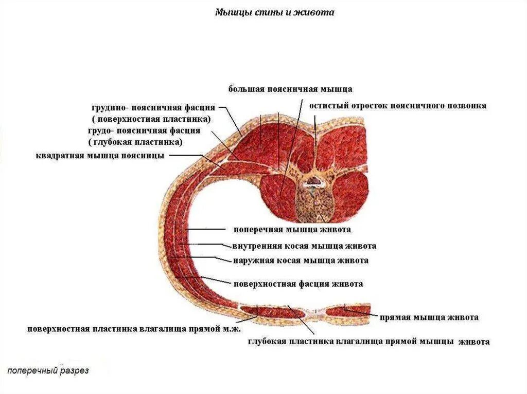Фасции спины. Поверхностная пластинка пояснично-грудной фасции. Глубокая пластинка грудо-поясничной фасции. Поверхностная пластинка грудной фасции. Поверхностные и глубокие мышцы спины , фасции спины.