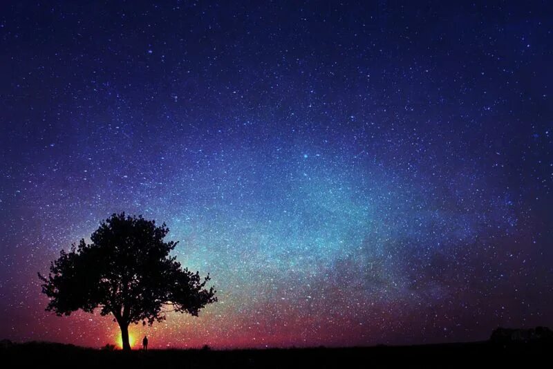 Ночное небо. Звезда дерево. Звездное небо деревья. Ночное небо с деревьями. Tree star