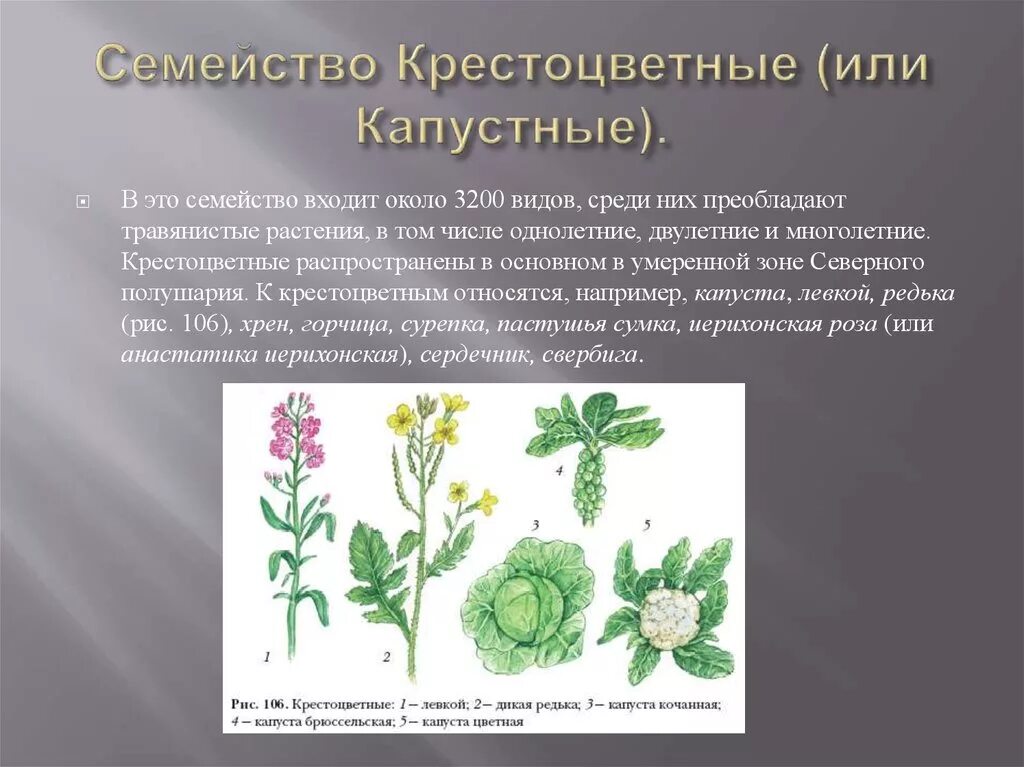 Плод крестоцветных капустных. Семейство крестоцветные капустные представители. Двудольные семейство крестоцветные. Растения семейства капустных крестоцветных. Класс двудольные семейство крестоцветные.