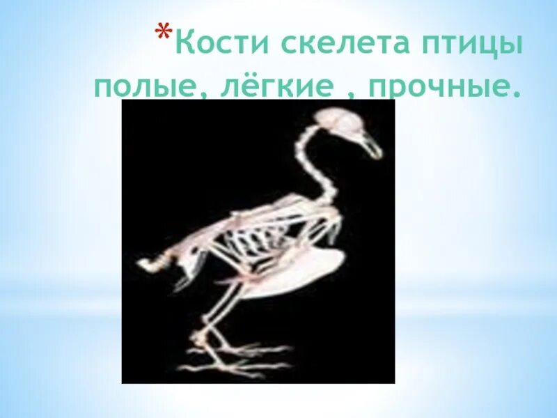 Скелет птицы. Полые кости скелетов птиц. Скелет птиц прочный. Полые кости у птиц.