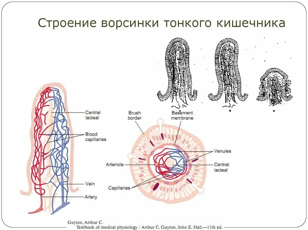 В ворсинках тонкого кишечника происходит. Схема строения ворсинки тонкой кишки. Строение кишечной ворсинки. Схема строения ворсинок тонкого кишечника. Схема строения ворсинки тонкой кишки анатомия.