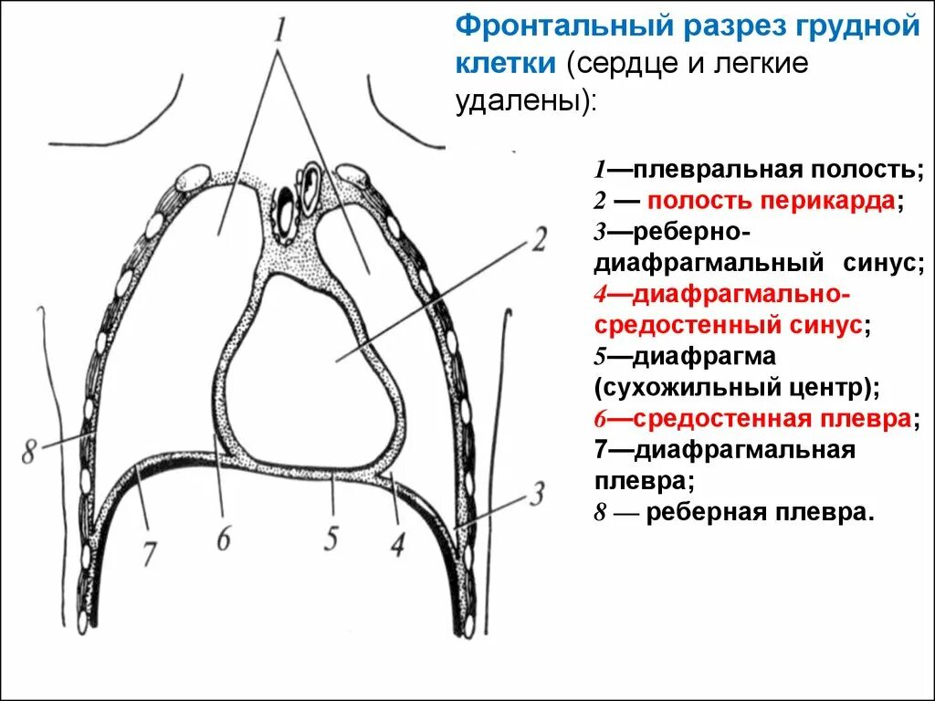 Плевральная полость образована. Синусы плевральной полости схема. Синусы плевры схема. Плевральные синусы анатомия схема. Синусы плевральной полости реберно- средостенный.