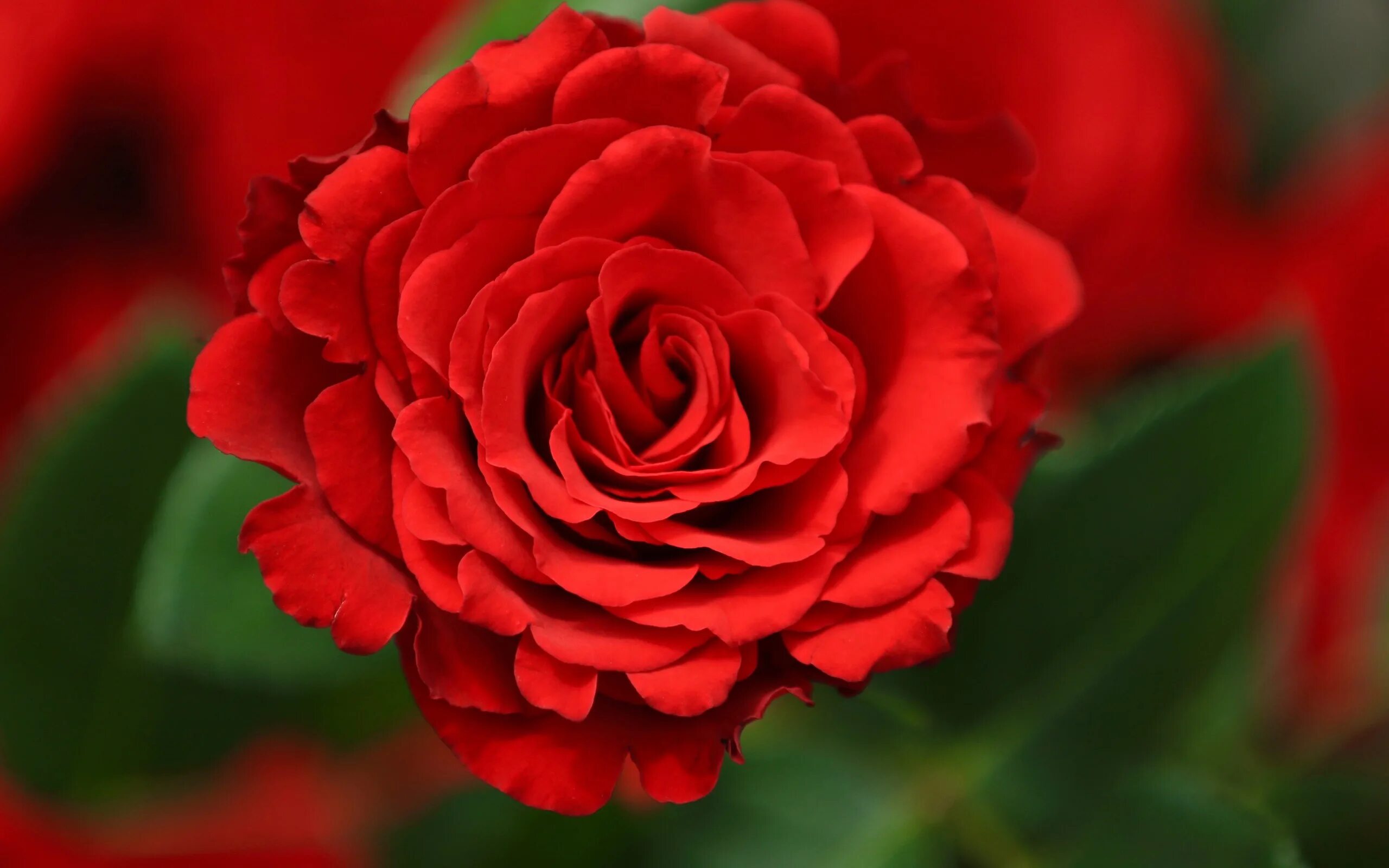 Цветы розы красные. Роза ред Гиант. Роза красный 3ной. Роза Red Triumph. Роза Фловер.