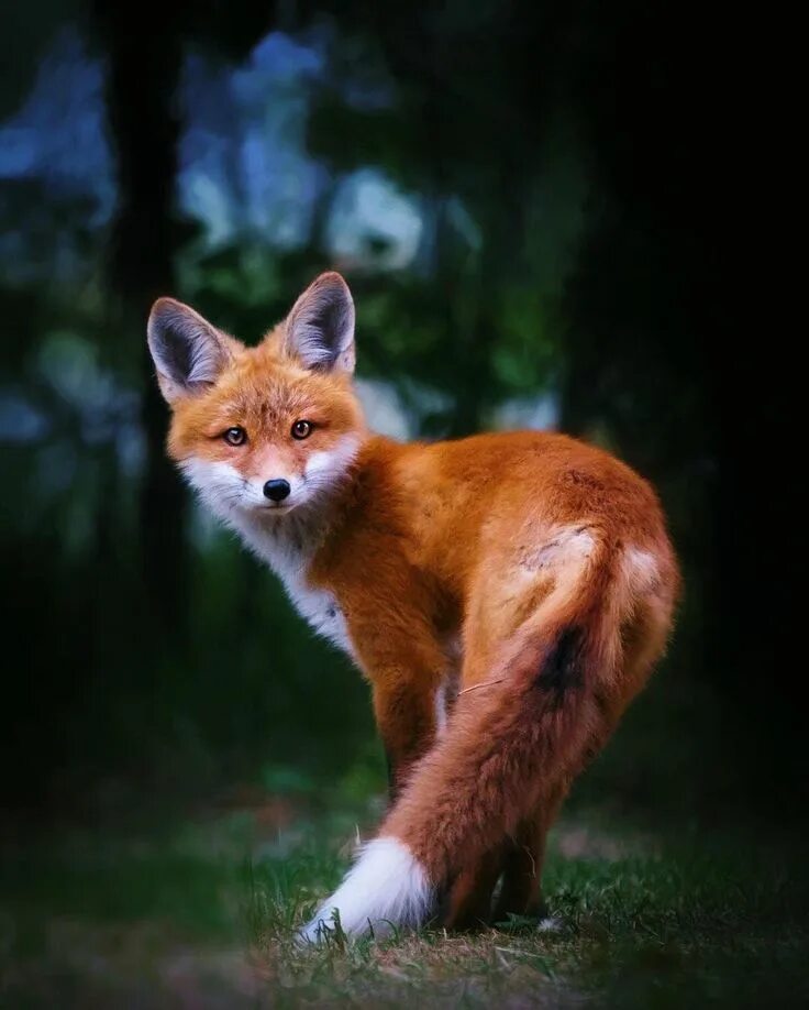 Рыжая fox. Ред Фокс лиса. Рыжая лиса. Красивая Лисичка. Рыжие лисы.