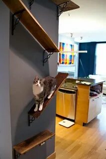 Кошка в коридоре