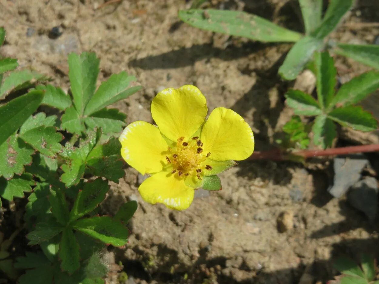 Лапчатка гусиная латынь. Potentilla reptans. лапчатка гусиная. лапчатка ползучая. potentilla canadensis.