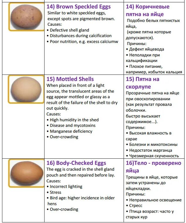 Сколько грамм скорлупы в яйце. Состав яичной скорлупы куриного.