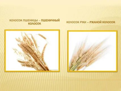 Рожь словосочетания
