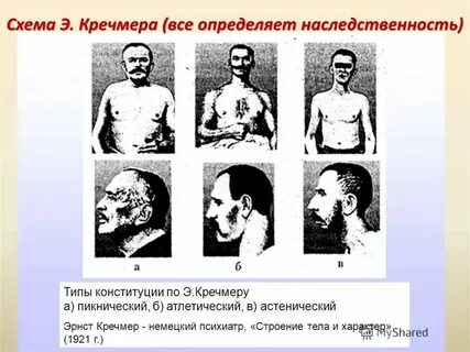 Э кречмер строение тела и характера
