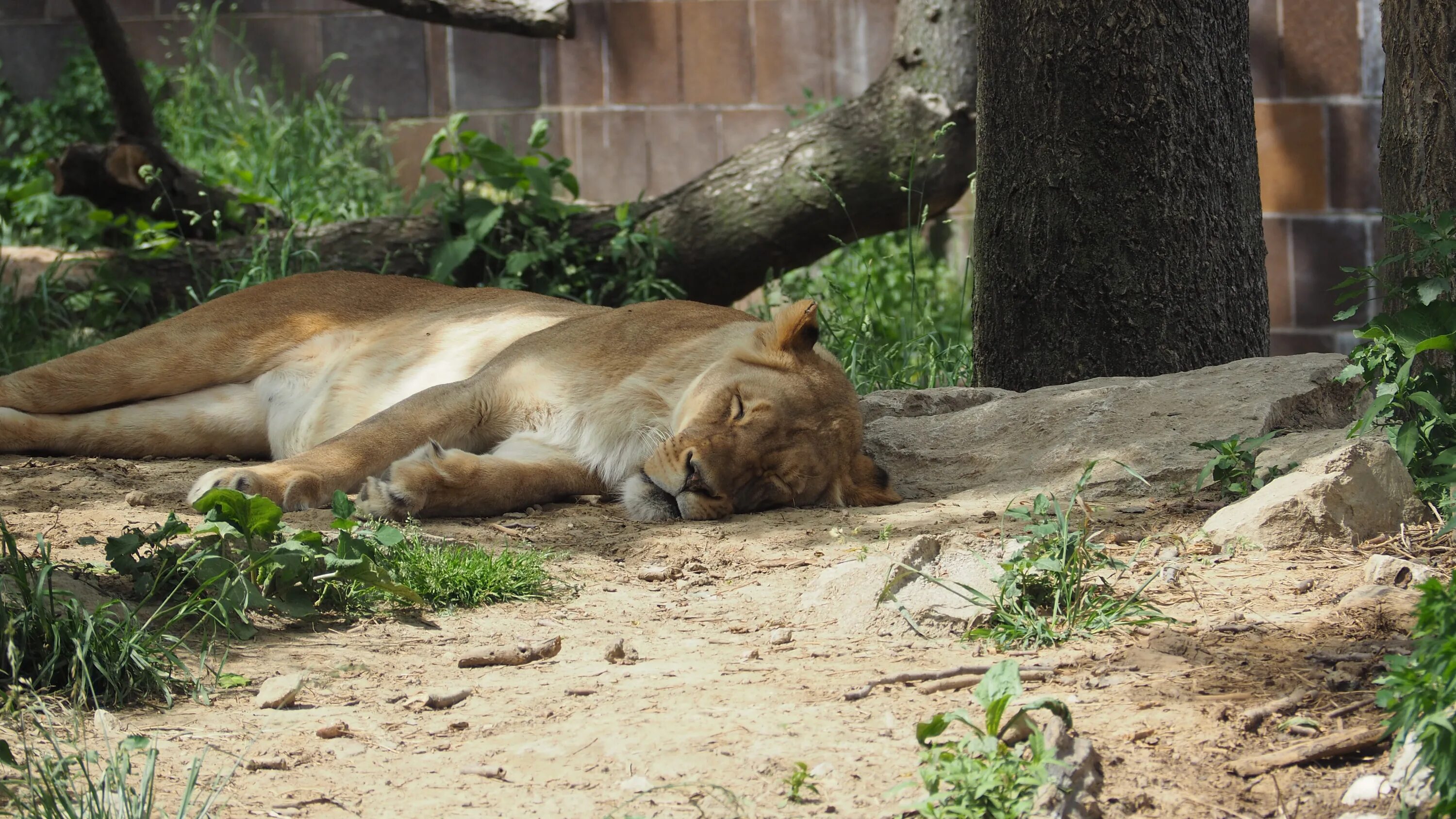 Сколько спят львы. Спящие животные. Как спят львы в дикой природе.