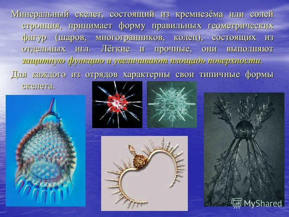 Радиолярии феодарии. Скелет простейших. Эрнст геккель фораминиферы. Фораминиферы солнечники лучевики. Скелет простейших.