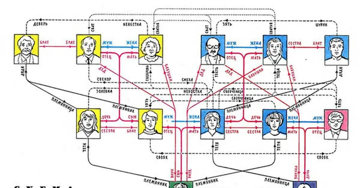 Кем будет приходится муж сестры. Сводные родственники. Единоутробные братья и сестры это. Генограмма птица рода.