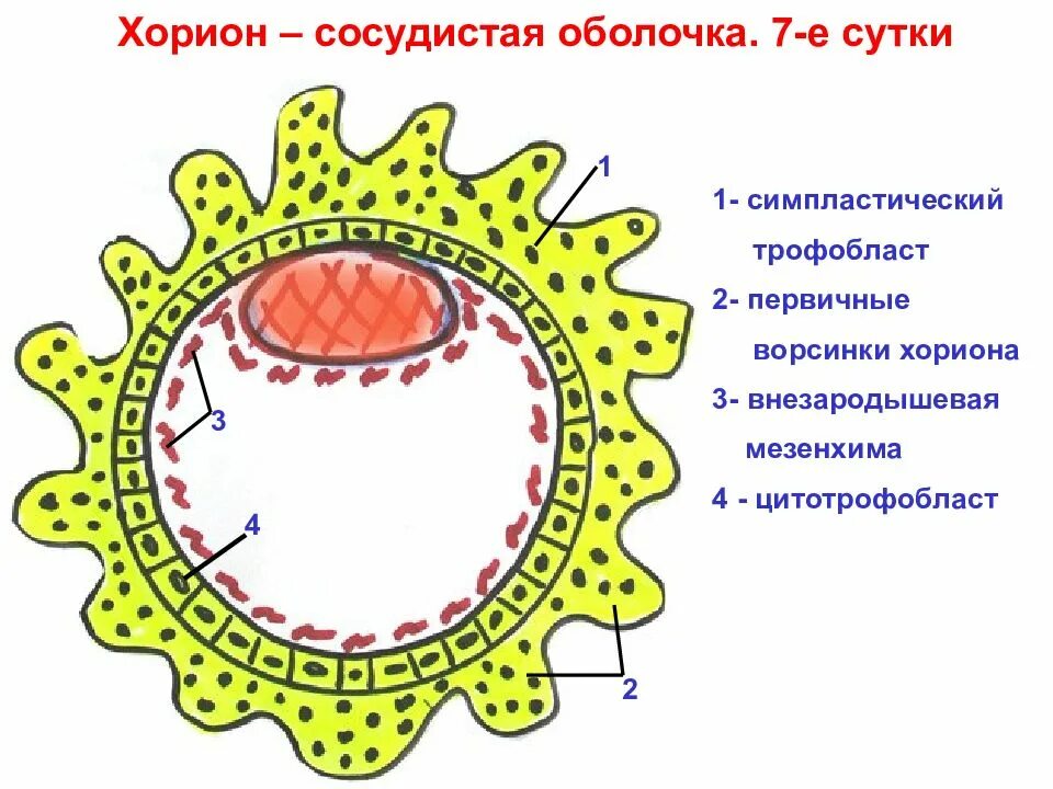 Желточный мешок и хорион. Морула трофобласт. Трофобласт хорион. Гаструляция хорион. Строение плаценты трофобласт.