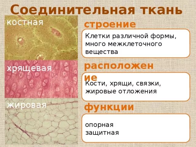 Расположение клеток соединительной ткани человека таблица Выполняет питательную и опорную функции ткань: найдено 85 изображений