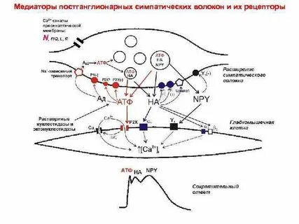 Медиаторы постганглионарных волокон парасимпатической нервной системы