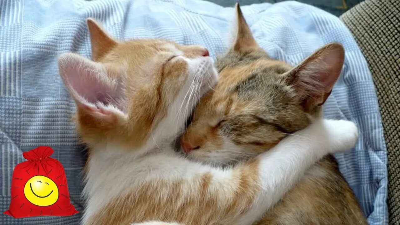 Chat zero. Коты обнимаются. Коты спят вдвоем. Коты обнимаются картинки. Котята обнимаются и целуются.