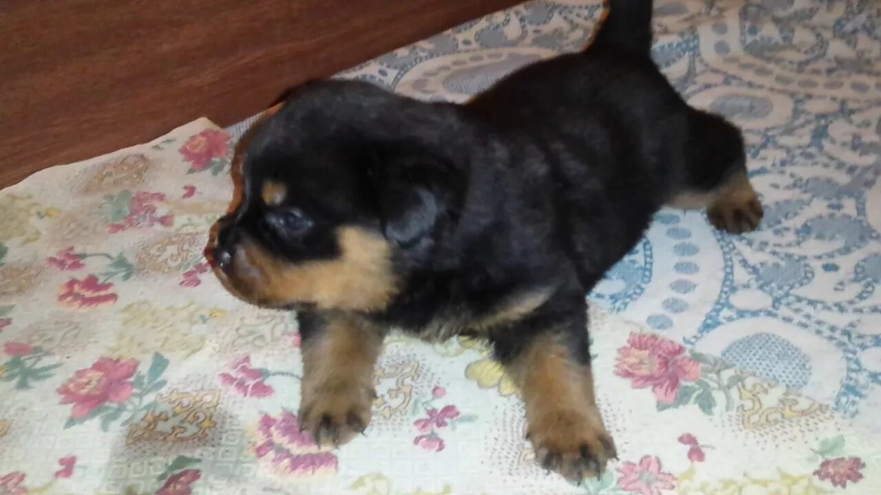 Щенки 4 недели. Щенки 4 недели. Щенок 4 недели. Щенки 4 недели. Щенок 4 недели.