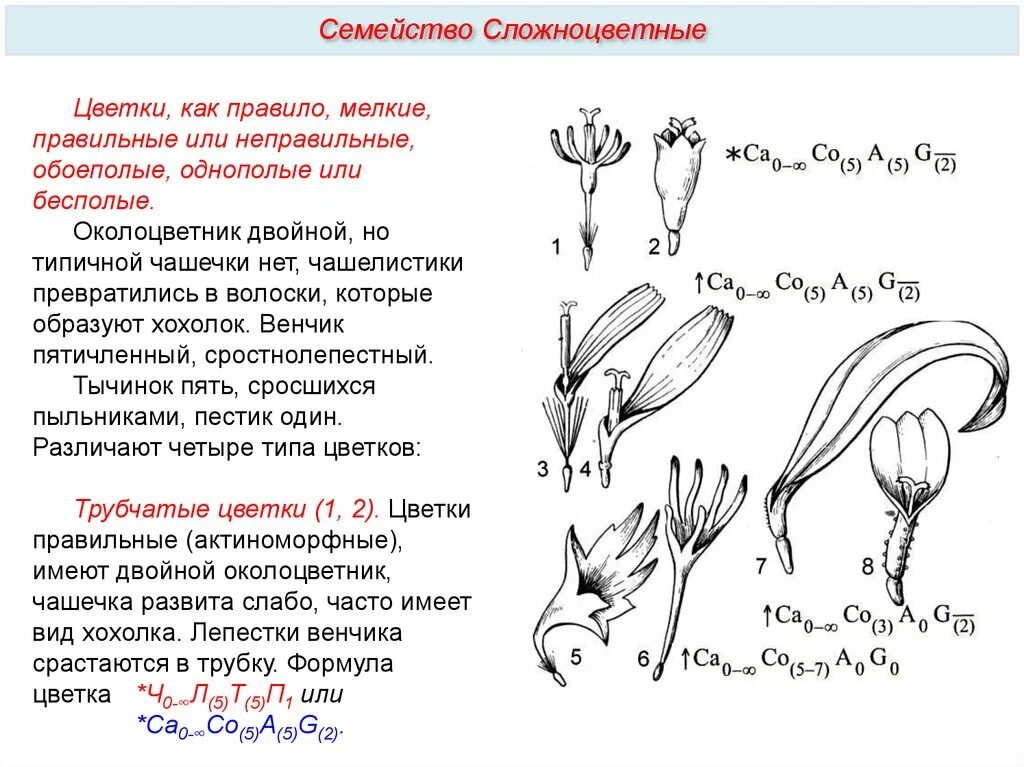 Семейство Сложноцветные Астровые формула цветка. Семейство Сложноцветные Астровые строение цветка. Формула язычкового цветка сложноцветных. Сложноцветные Астровые формула цветка. Формула цветка растений семейства сложноцветные