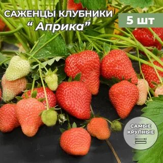 Клубника априка урожайность