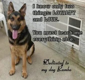 Loyal companion