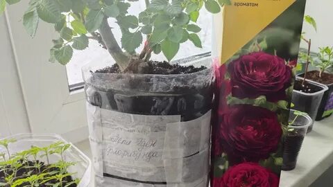 Как сохранить розы купленные в коробке