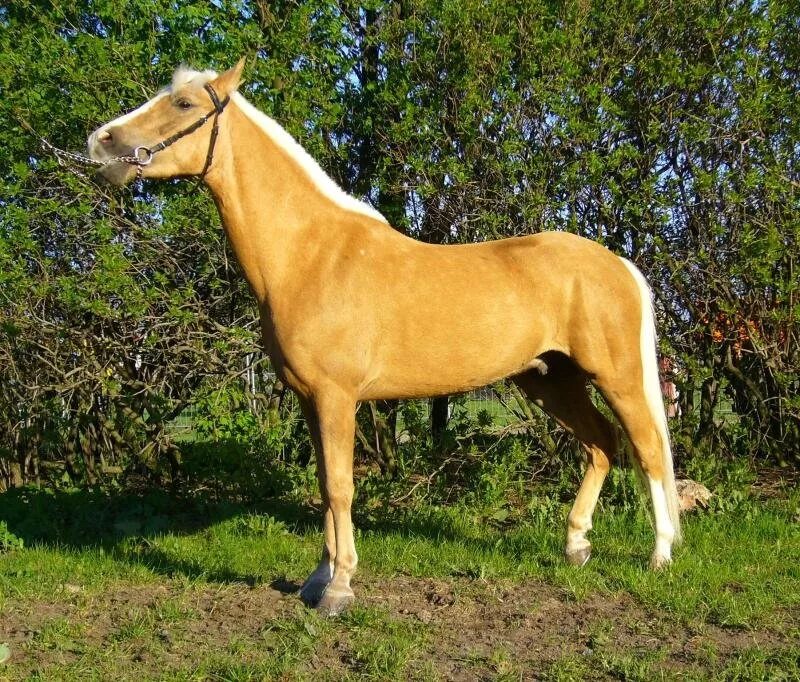 Светло Соловая масть. Желтая лошадь. Желтая масть лошади.