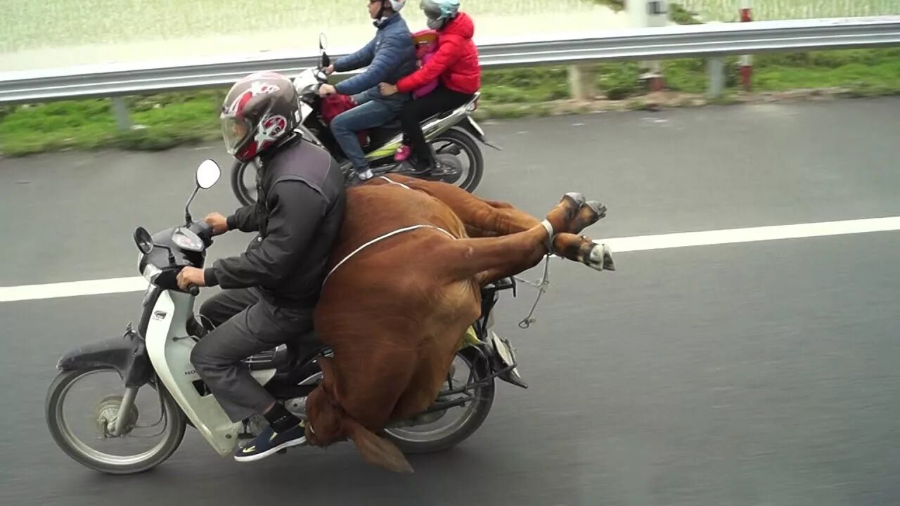 Mooped net
