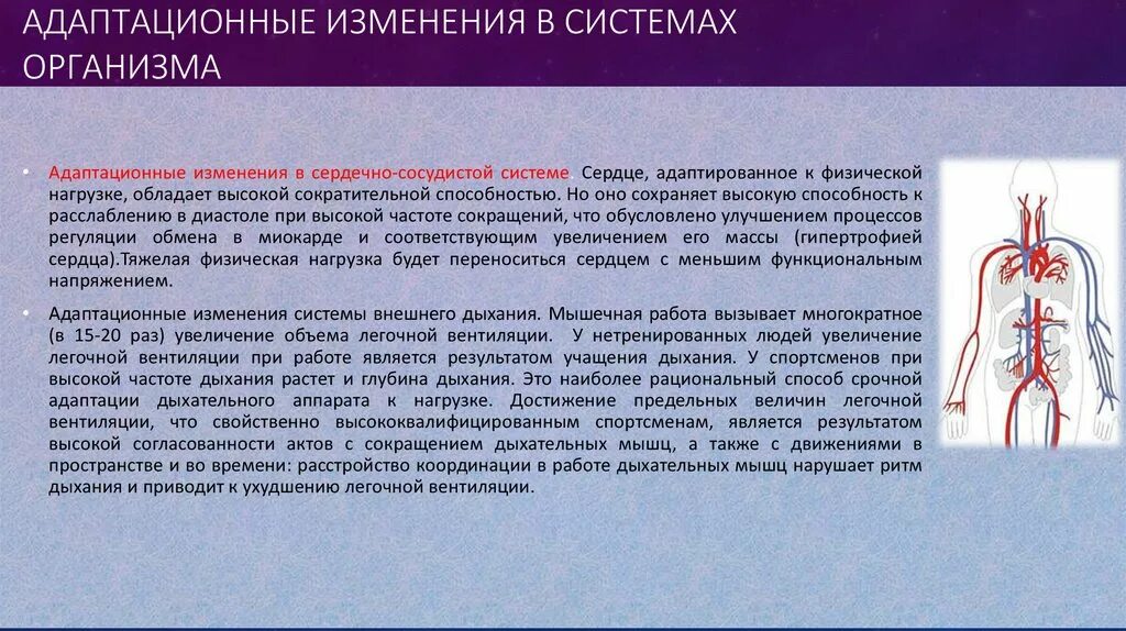 Изменение сердечно сосудистой системы. Адаптационные изменения сердца. Адаптация сердечно-сосудистой системы. Изменения в организме. Изменение функциональной активности