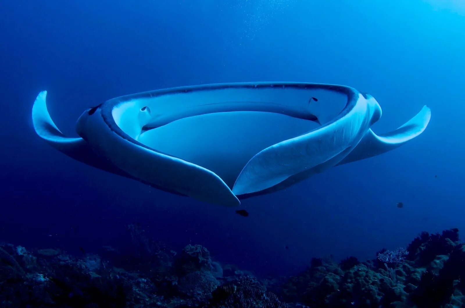 Скат манта. Скат manta alfredi. Рифовый скат манта. Manta ray скат. Гигантский скат манта.