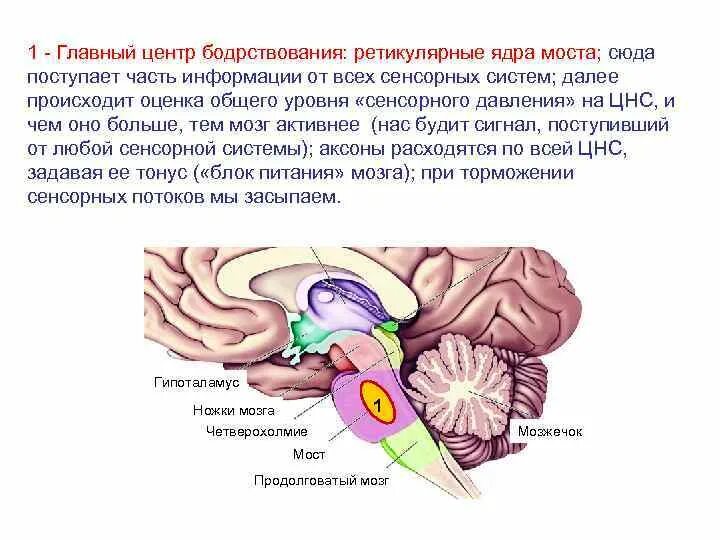 Центр сна и бодрствования в гипоталамусе. Сенсорная функция продолговатого мозга. Отдел головного мозга регулирует сон и бодрствование. Центры бодрствования ретикулярная формация. Основные центры внимания